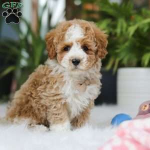 Blake, Maltipoo Puppy